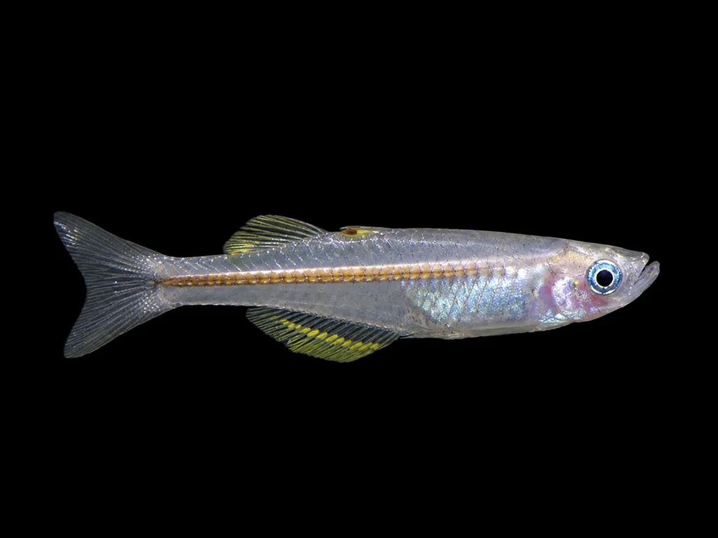 New Guinea blue-eye (Pseudomugil novaeguineae)
