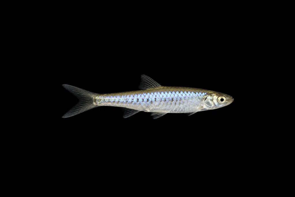 Ninescale rasbora (Rasbora ennealepis)