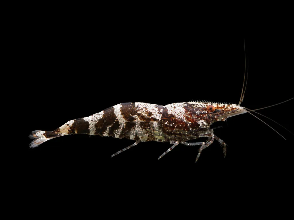 Ninja shrimp (Caridina serratirostris)