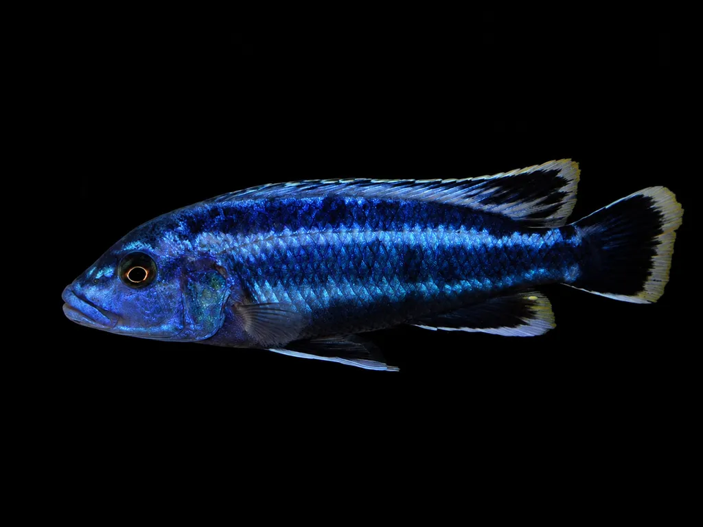 Northern blue melanochromis (Melanochromis kaskazini)