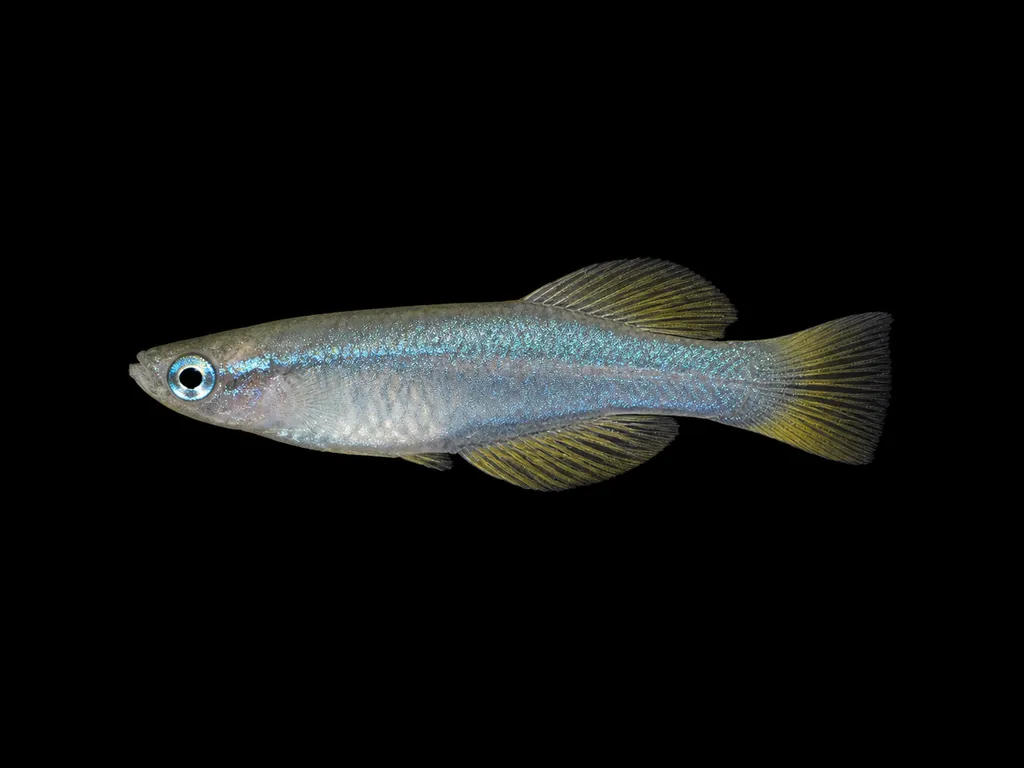 Nototaenia lampeye (Procatopus nototaenia)