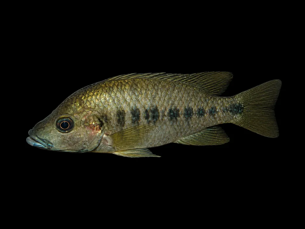 Nsess cichlid (Stomatepia mariae)