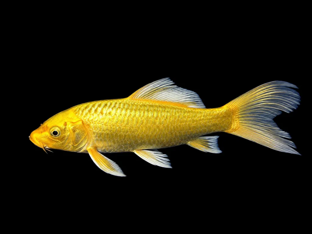 Ogon koi (Cyprinus rubrofuscus)