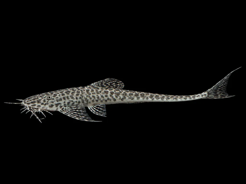 Ommation whiptail (Rhadinoloricaria ommation)