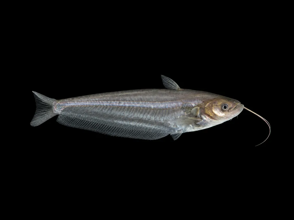 Butter catfish (Ompok bimaculatus)
