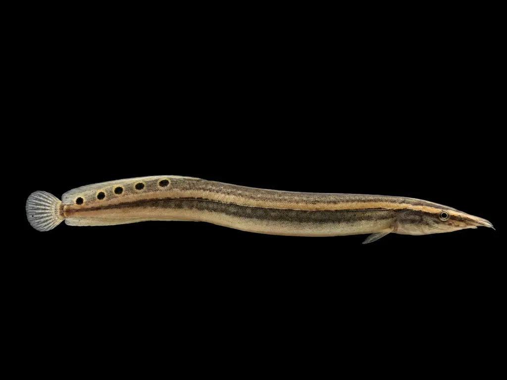 One-stripe spiny eel (Macrognathus aral)