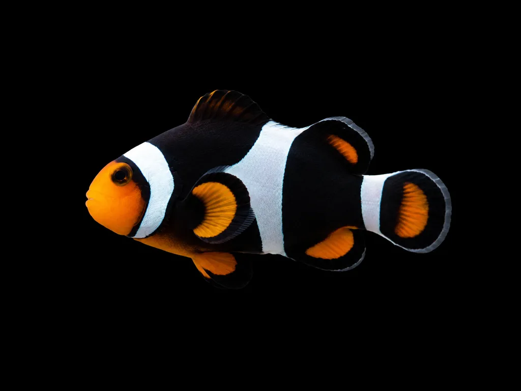 Onyx clownfish (Amphiprion percula)