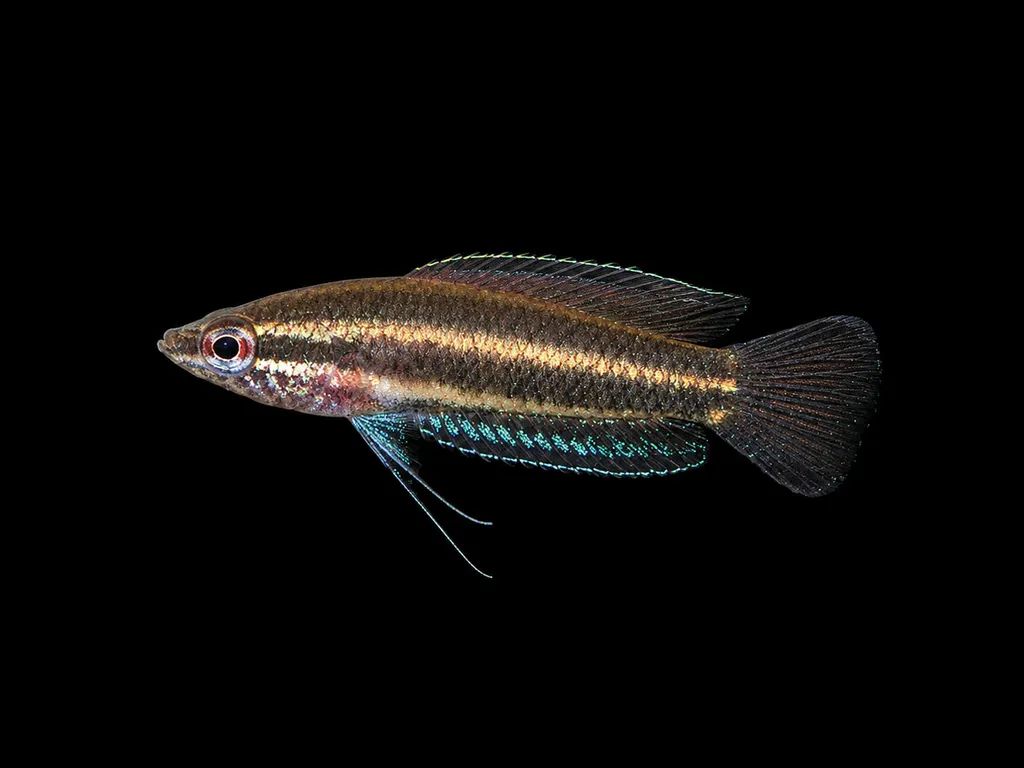 Opal licorice gourami (Parosphromenus opallios)