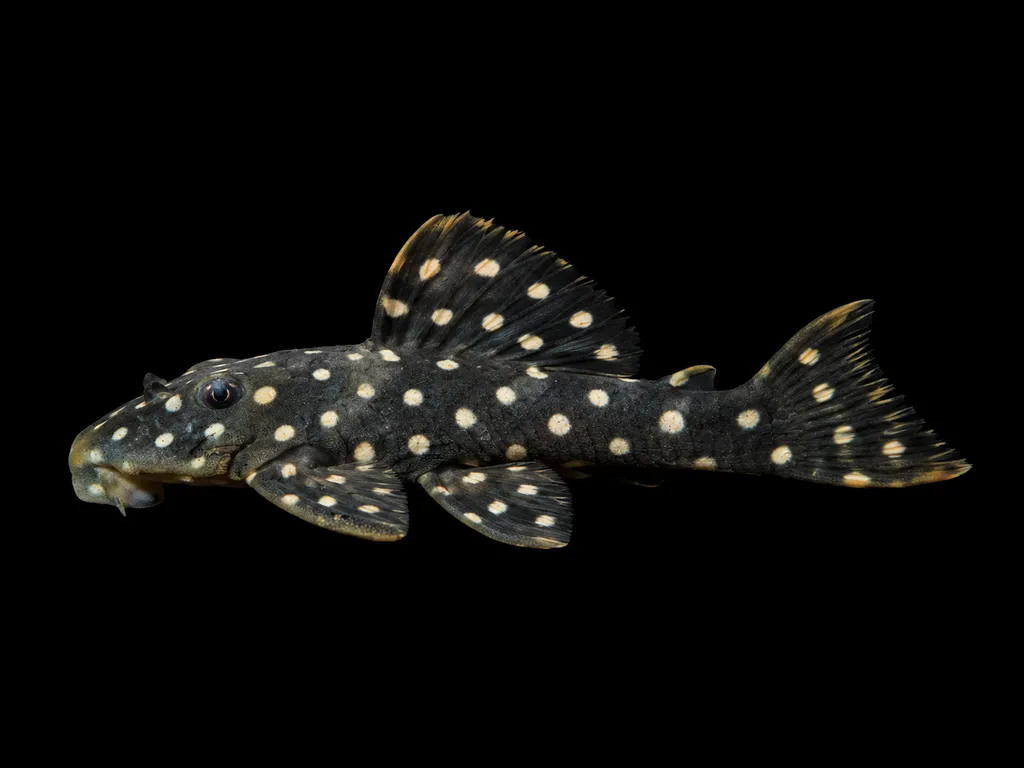 Opal spot pleco (Scobinancistrus raonii)