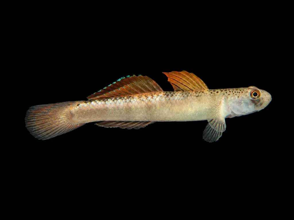 Orange fin goby (Stiphodon maculidorsalis)