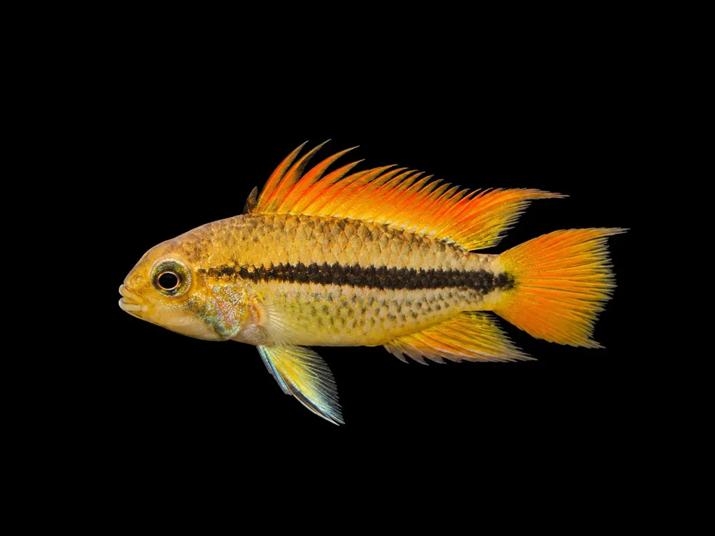 Orange flash cockatoo cichlid (Apistogramma cacatuoides)