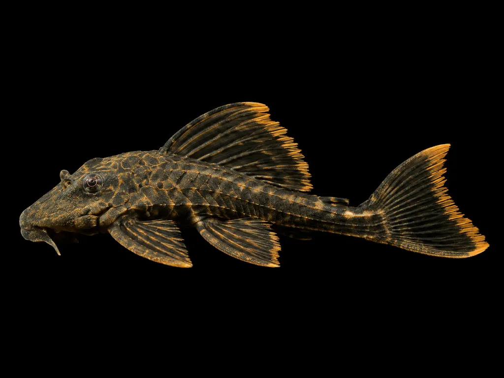 Orange seam pleco (Hemiancistrus guahiborum)