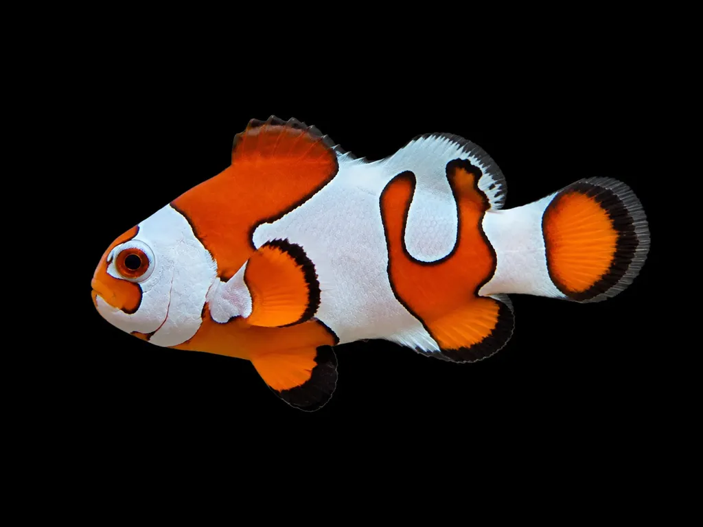 Orange Storm clownfish (Amphiprion ocellaris)