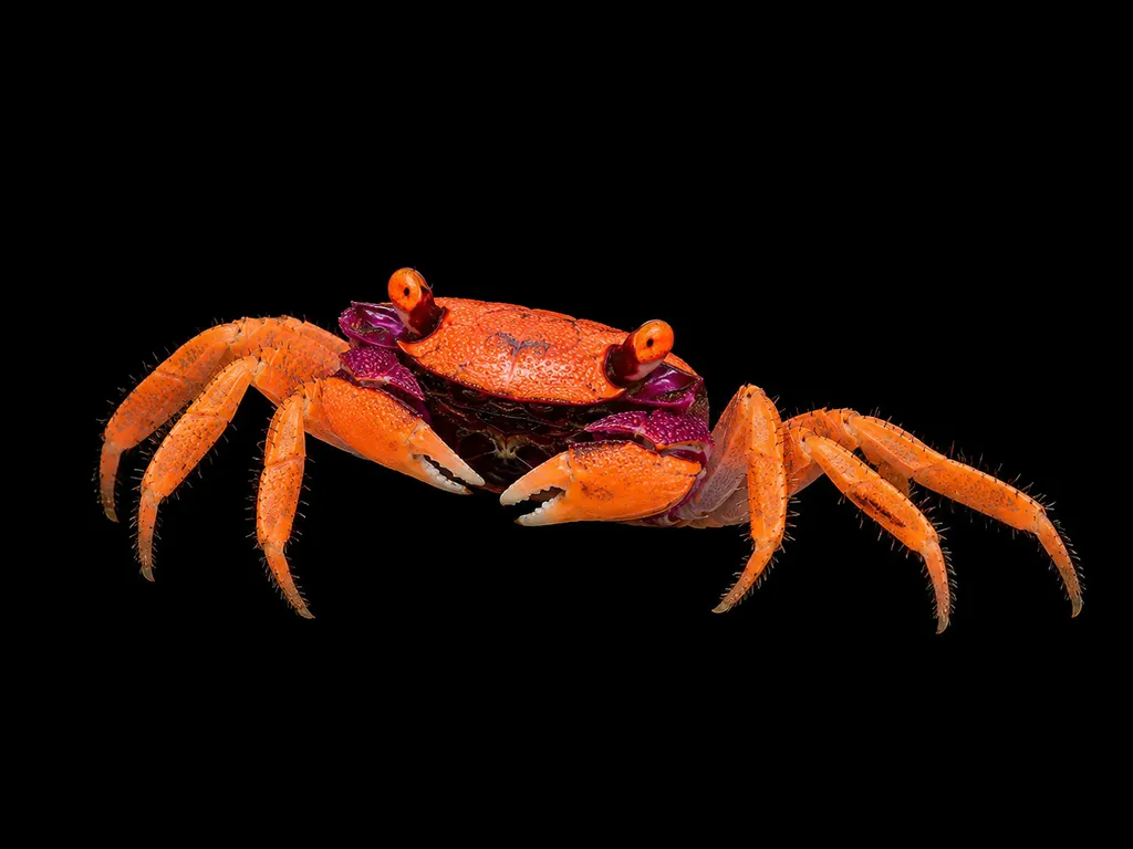 Orange vampire crab (Geosesarma tiomanicum)