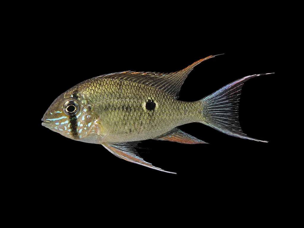 Orinoco cupid cichlid (Biotodoma wavrini)