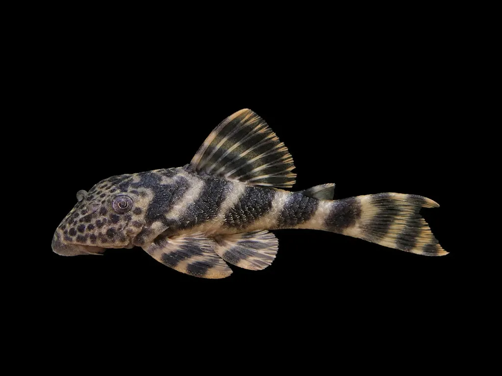 Orinoco dwarf pleco (Peckoltia lineola)