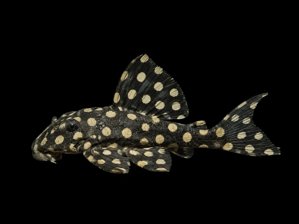 Orinoco polka-dot pleco (Hypancistrus contradens)