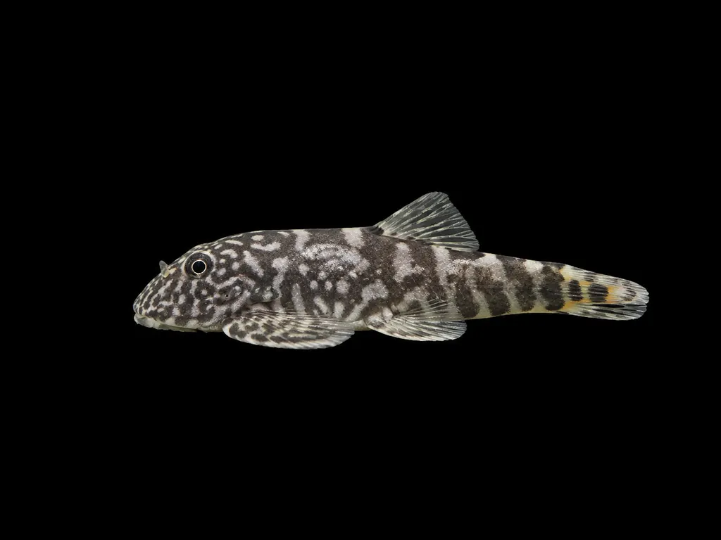 Ornate-tail Borneo sucker (Gastromyzon ornaticauda)