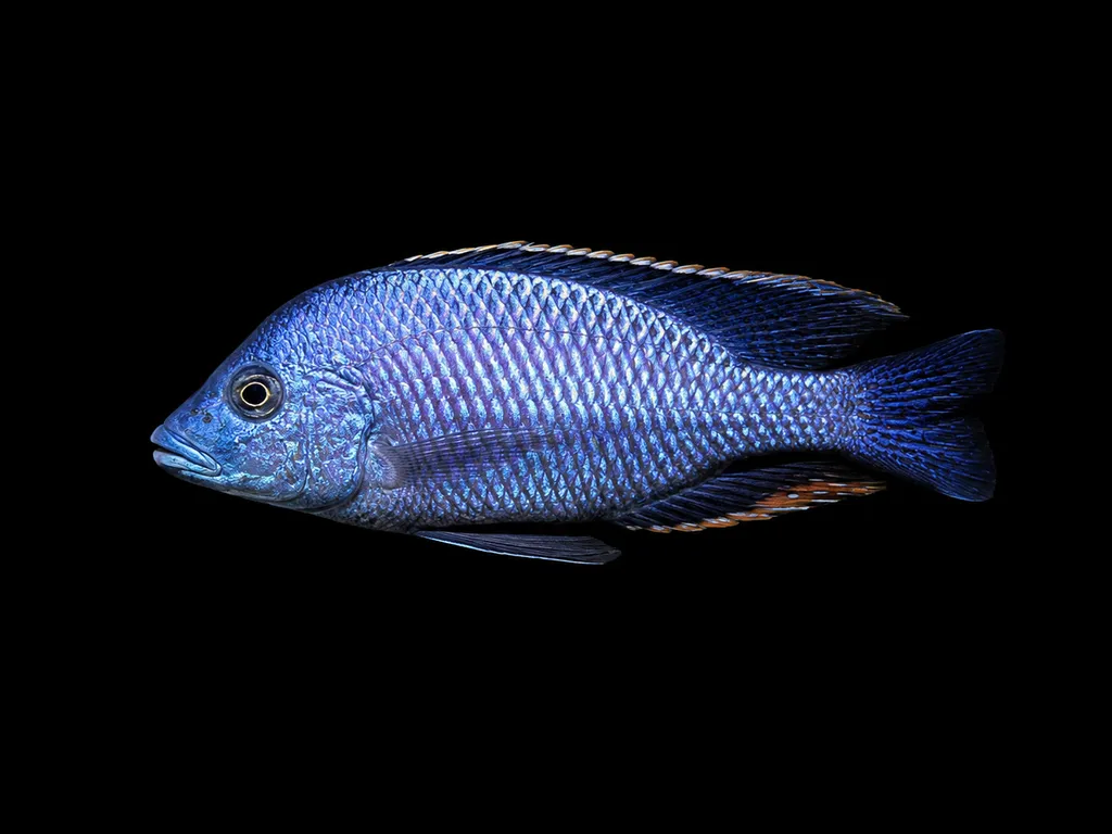 Oxyrhynchus hap (Hemitilapia oxyrhynchus)