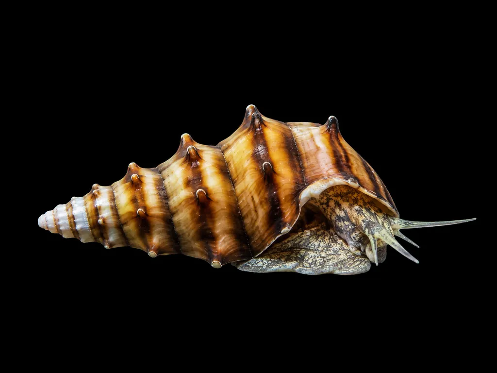 Pagoda snail (Brotia pagodula)