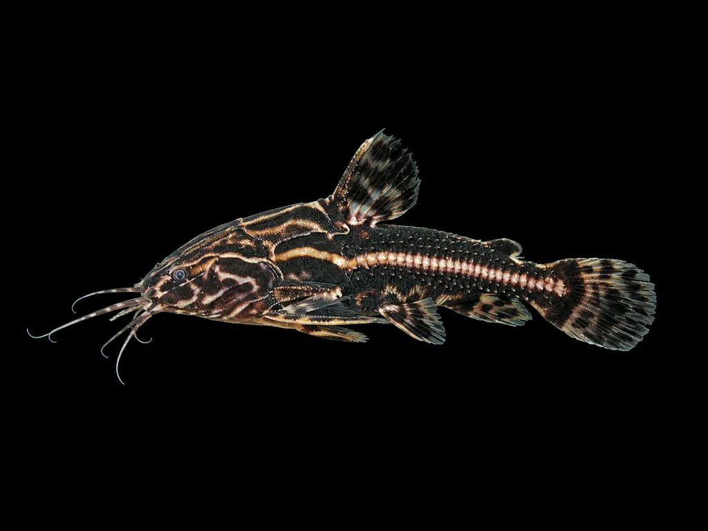 Painted talking catfish (Acanthodoras cataphractus)