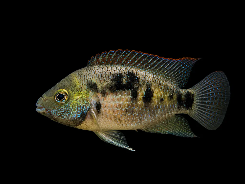 Panama cichlid (Panamius panamensis)