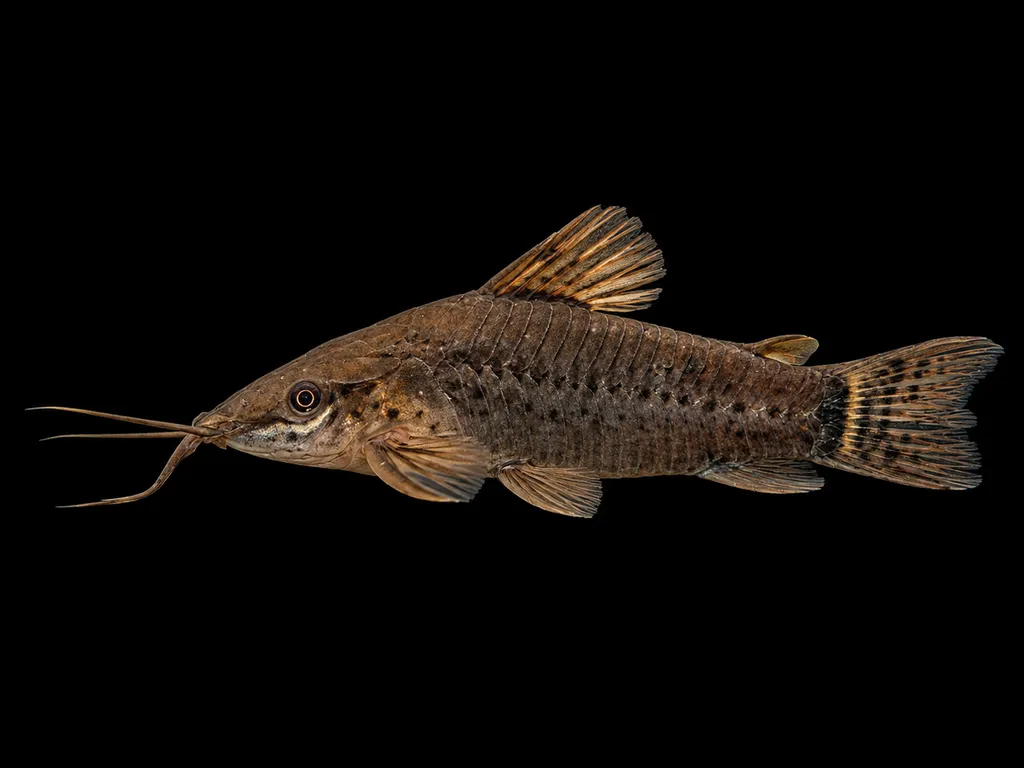 Panama hoplo (Hoplosternum punctatum)