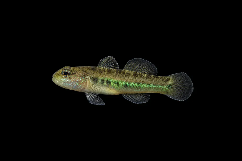 Panamanian greenbanded goby (Tigrigobius panamensis)
