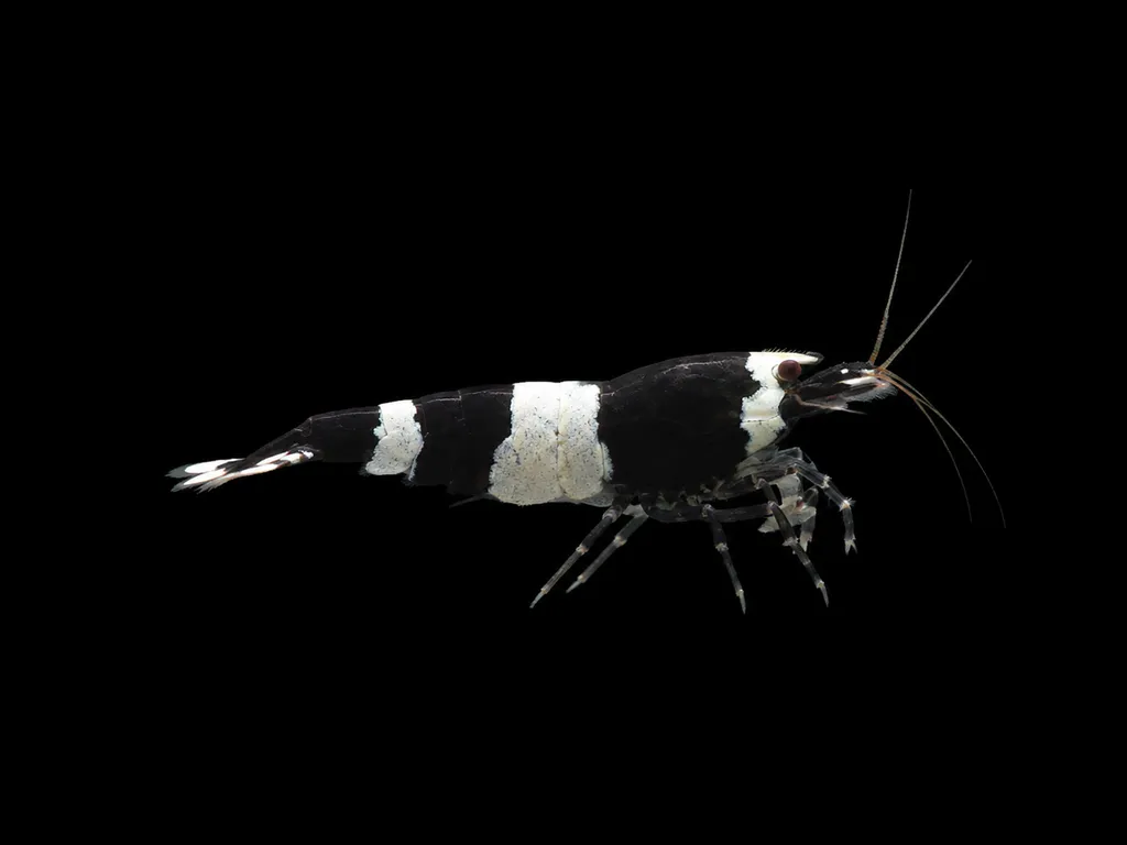 Panda shrimp (Caridina logemanni)