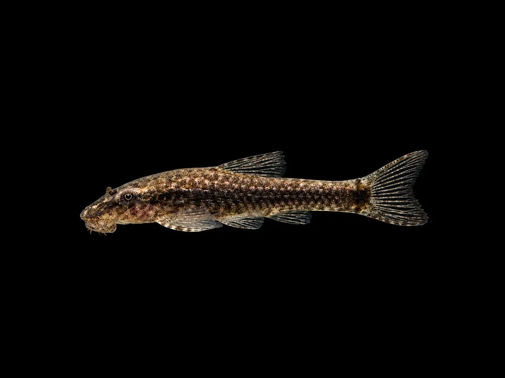 Paraguay black otocinclus (Otothyropsis piribebuy)
