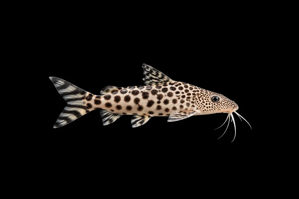 Pardalis squeaker (Synodontis pardalis)