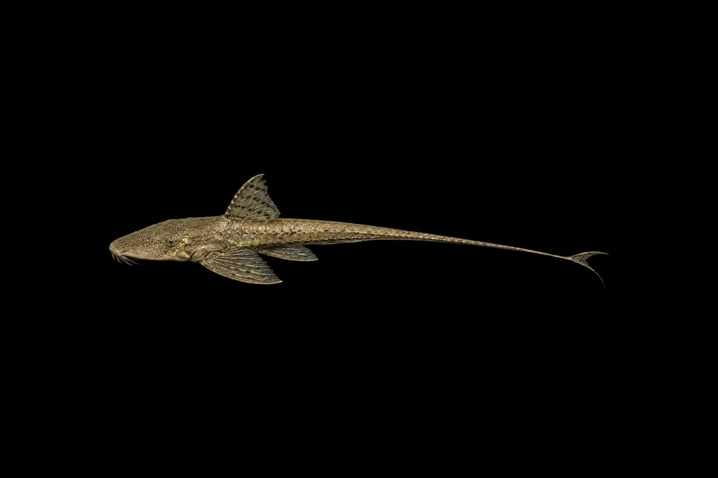 Parnahyba whiptail (Loricaria parnahybae)