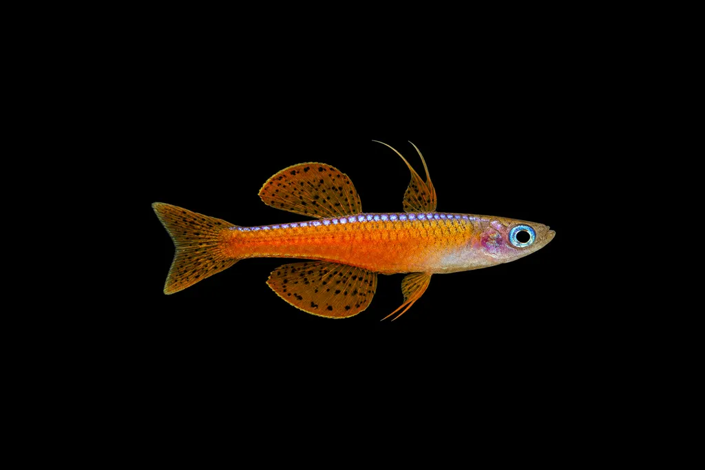 Paska's blue-eye (Pseudomugil paskai)