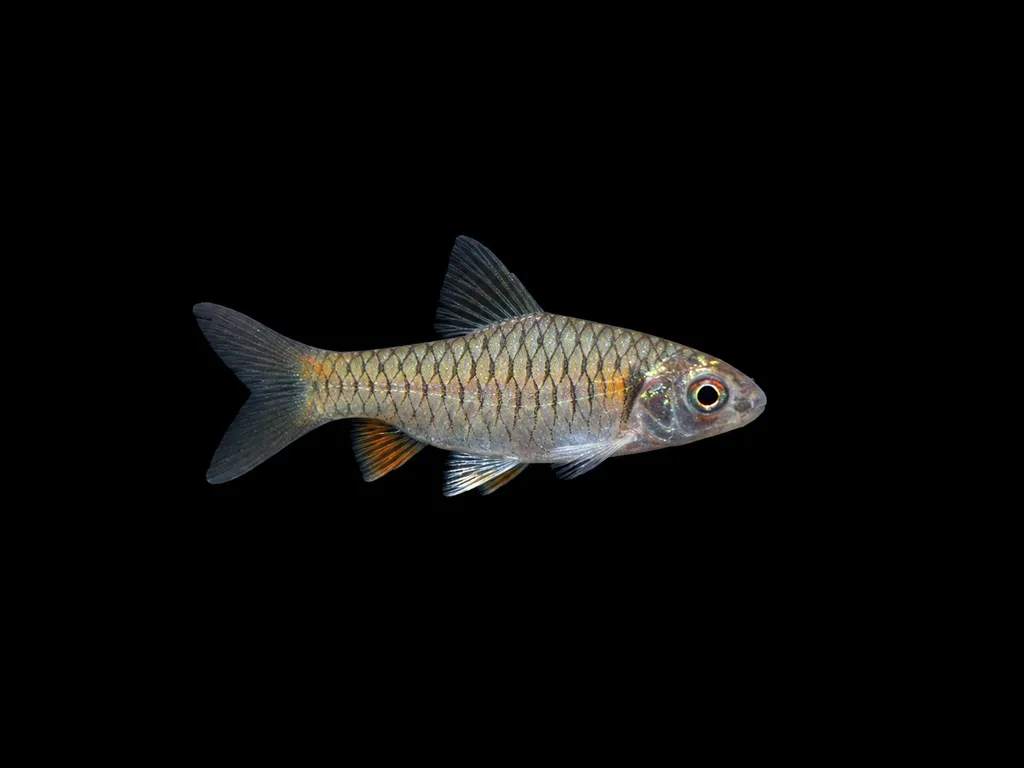 Pearl of the Congo barb (Clypeobarbus pleuropholis)