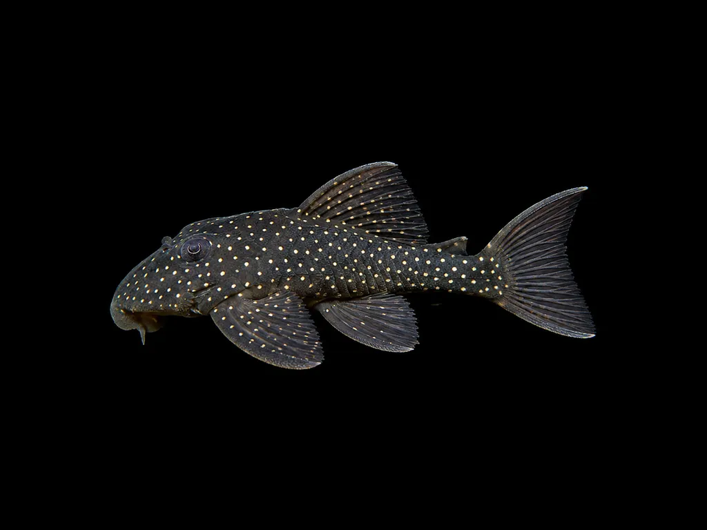 Pearl-spotted angel pleco (Hypancistrus margaritatus)