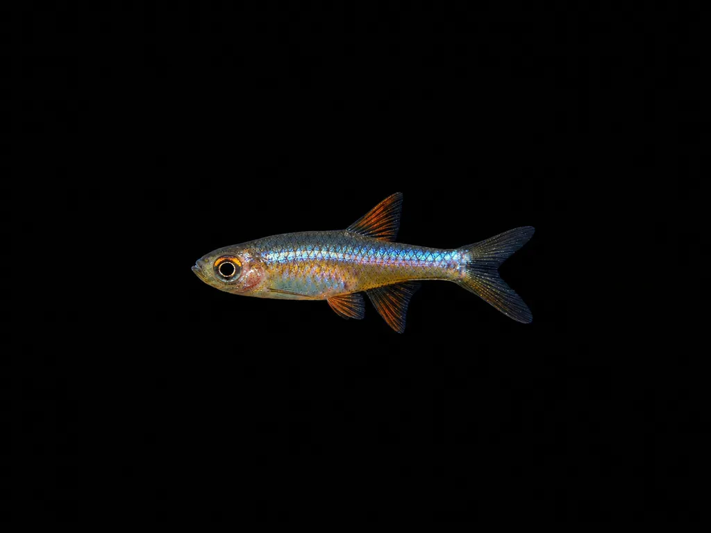 Pearly rasbora (Rasboroides vaterifloris)