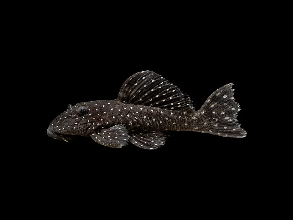 Peppermint pleco (Spectracanthicus punctatissimus)