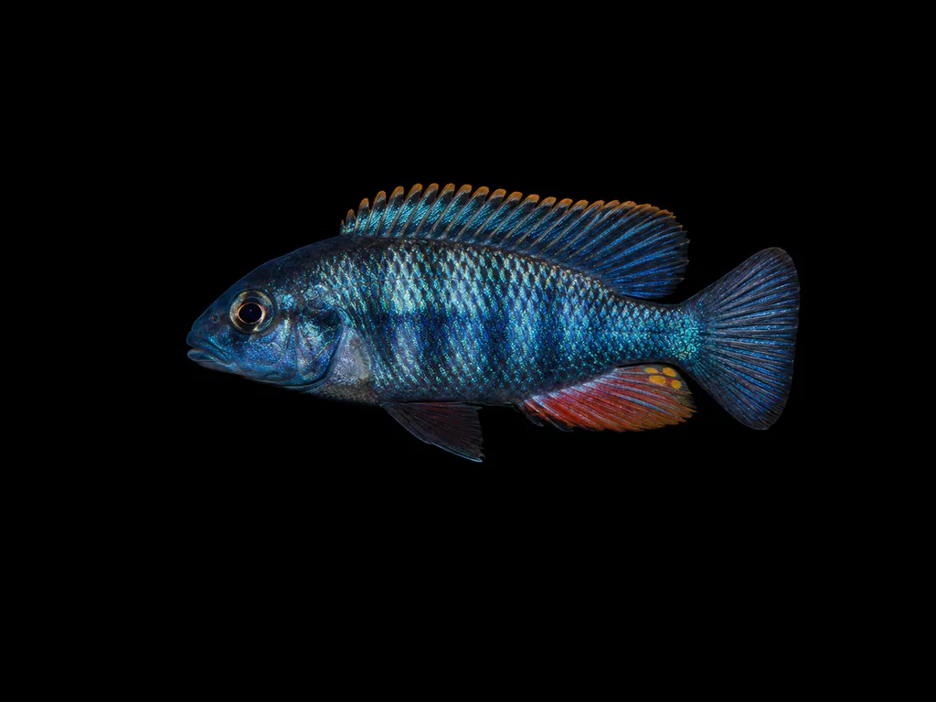 Perrieri hap (Prognathochromis perrieri)