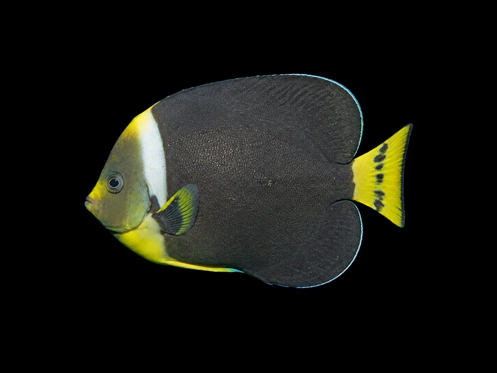 Personifer angelfish (Chaetodontoplus personifer)