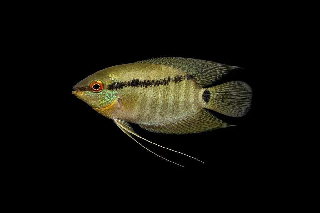 Peruvian festivum (Mesonauta mirificus)