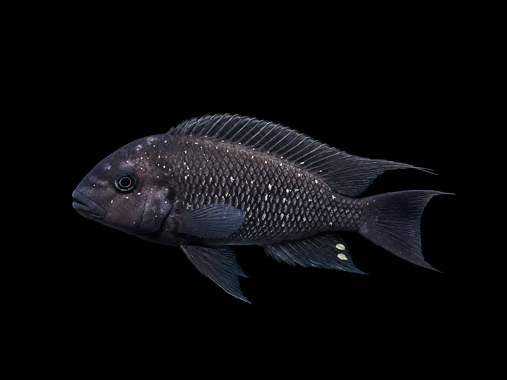 Threadfin cichlid (Petrochromis trewavasae)