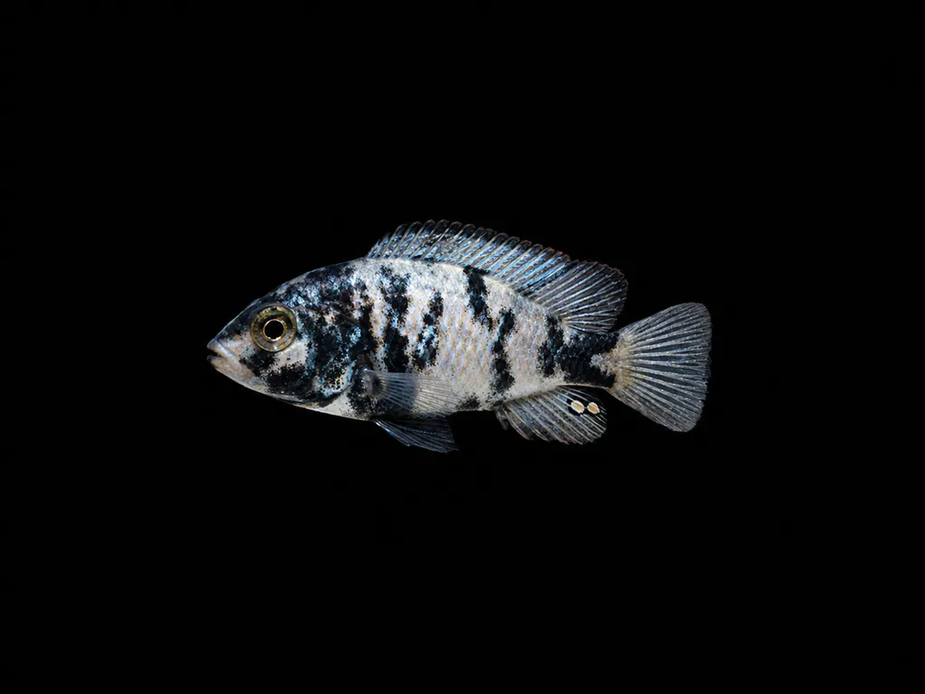 Piebald hap (Paralabidochromis chromogynos)