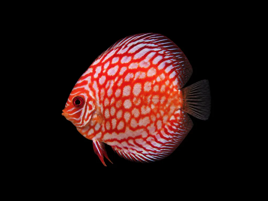Pigeon blood discus (Symphysodon aequifasciatus)