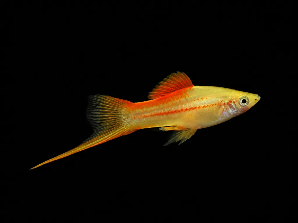 Pineapple swordtail (Xiphophorus hellerii)