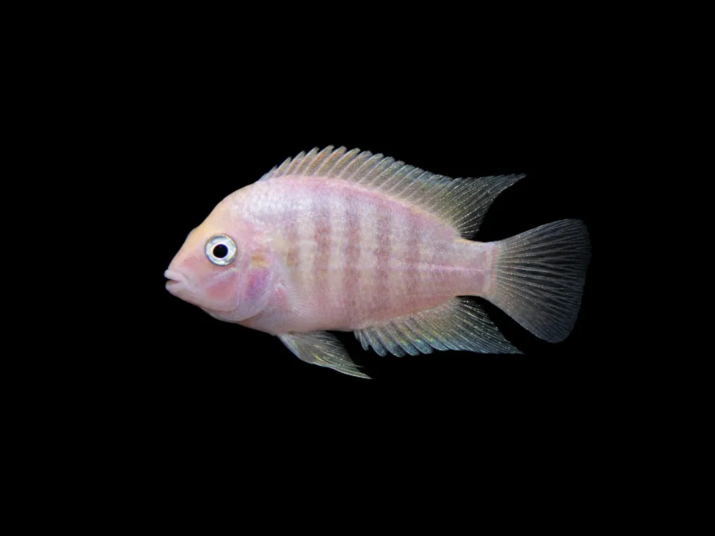 Pink convict cichlid (Amatitlania nigrofasciata)