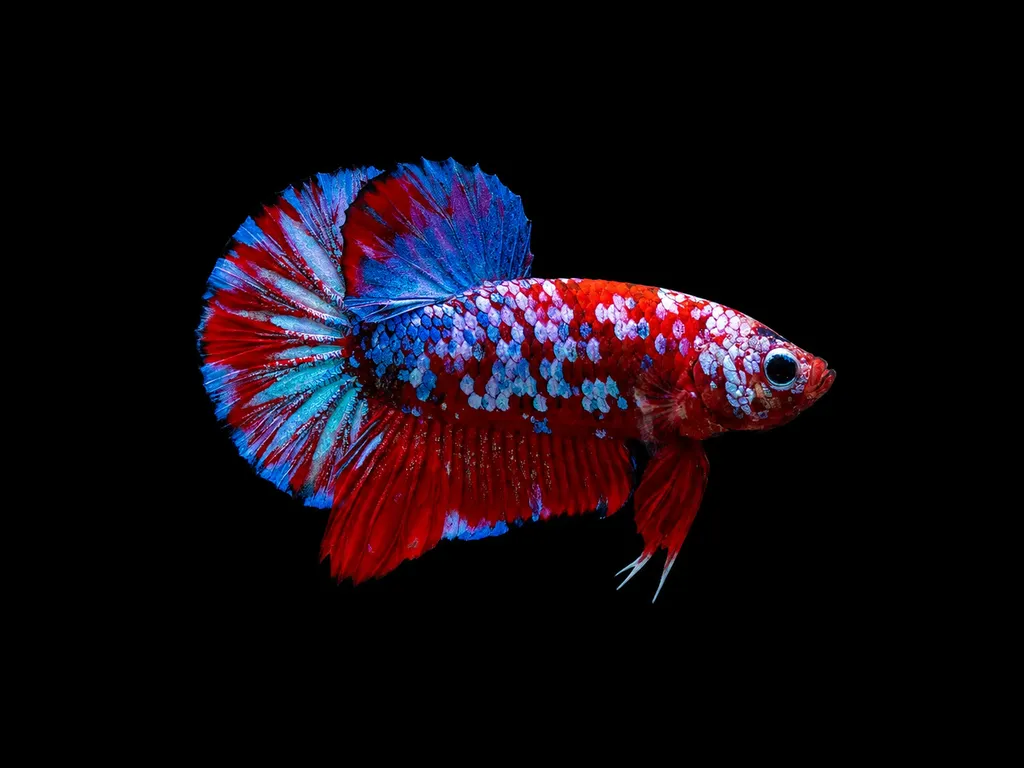 Plakat betta (Betta splendens)