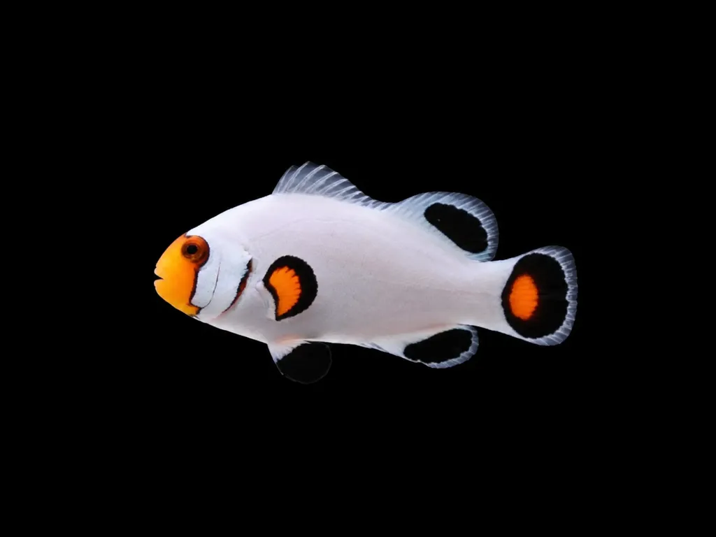 Platinum clownfish (Amphiprion percula)