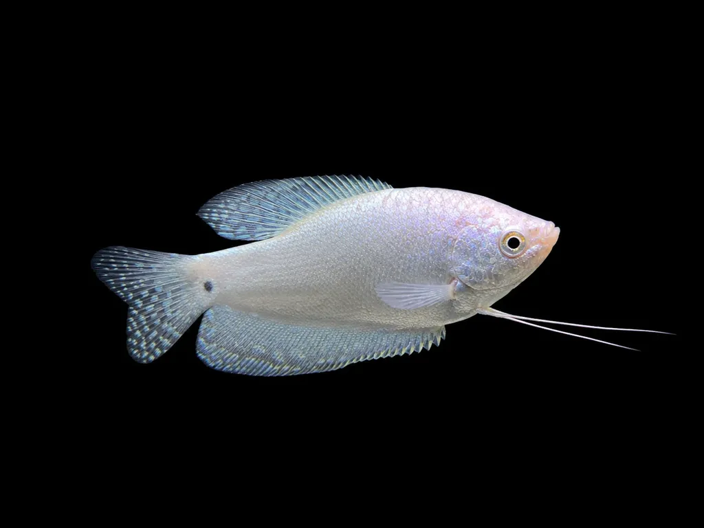 Platinum gourami (Trichopodus trichopterus)