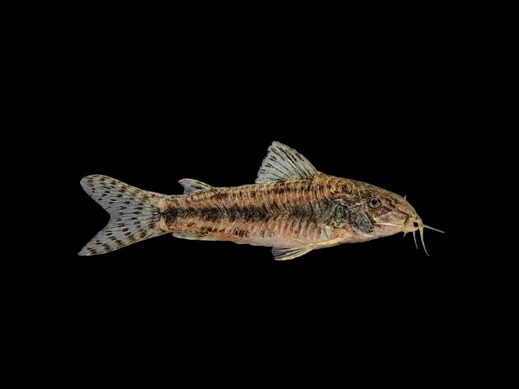 Poecilus shield skin (Aspidoras poecilus)
