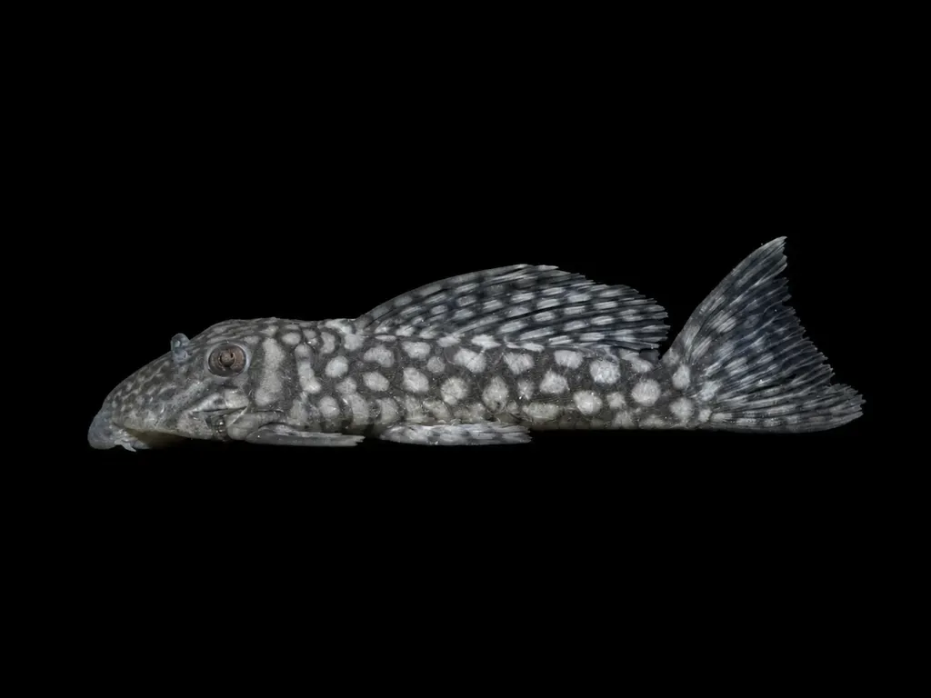 Polka dot pleco (Spectracanthicus zuanoni)